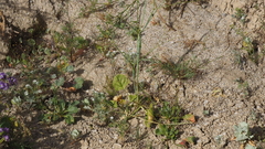 Eriogonum ordii