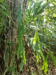 Epiphyllum oxypetalum