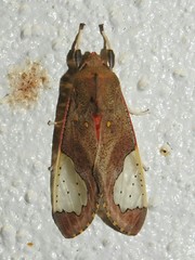 Bertholdia