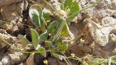Eriogonum ordii