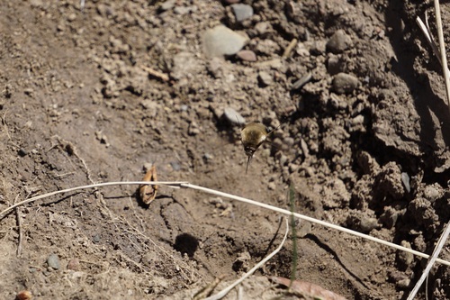 Unknown species found near Bannock County, ID, USA