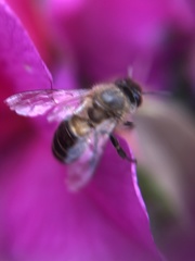 Apis cerana
