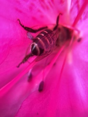 Apis cerana
