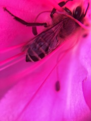 Apis cerana