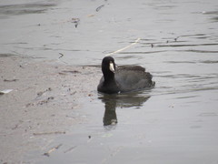 Fulica americana americana