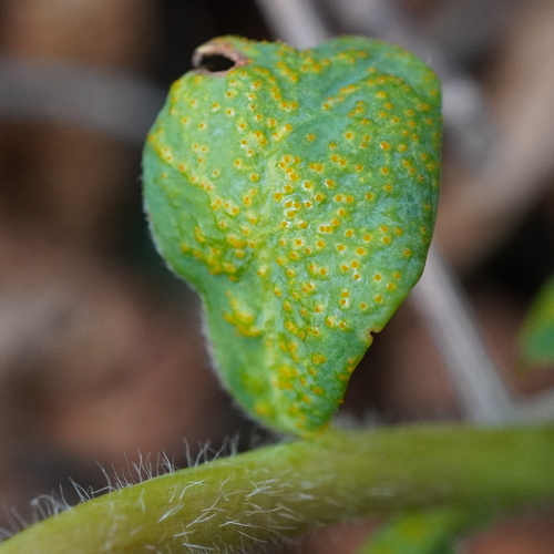 Endophyllum euphorbiae-sylvaticae, 2026-03-23