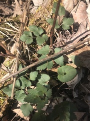 Anemonoides quinquefolia