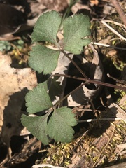 Anemonoides quinquefolia