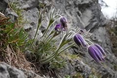 Pulsatilla halleri, photograph (c) Patrick Hacker, some rights reserved (CC BY)