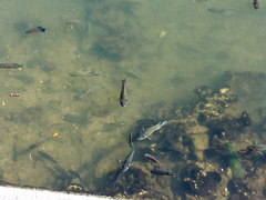 Sarotherodon melanotheron