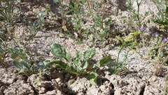 Eriogonum ordii