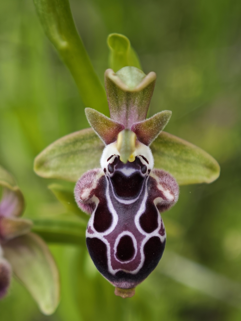 Cyprus Bee Orchid