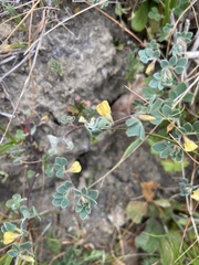Acmispon wrangelianus