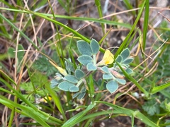 Acmispon wrangelianus