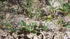 Eriogonum ordii
