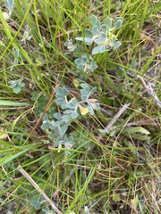 Acmispon wrangelianus