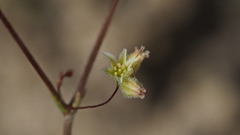 Eriogonum ordii
