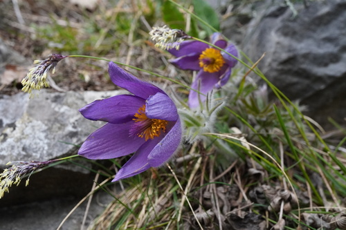 Pulsatilla halleri, photograph 5