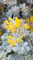 Acmispon argophyllus