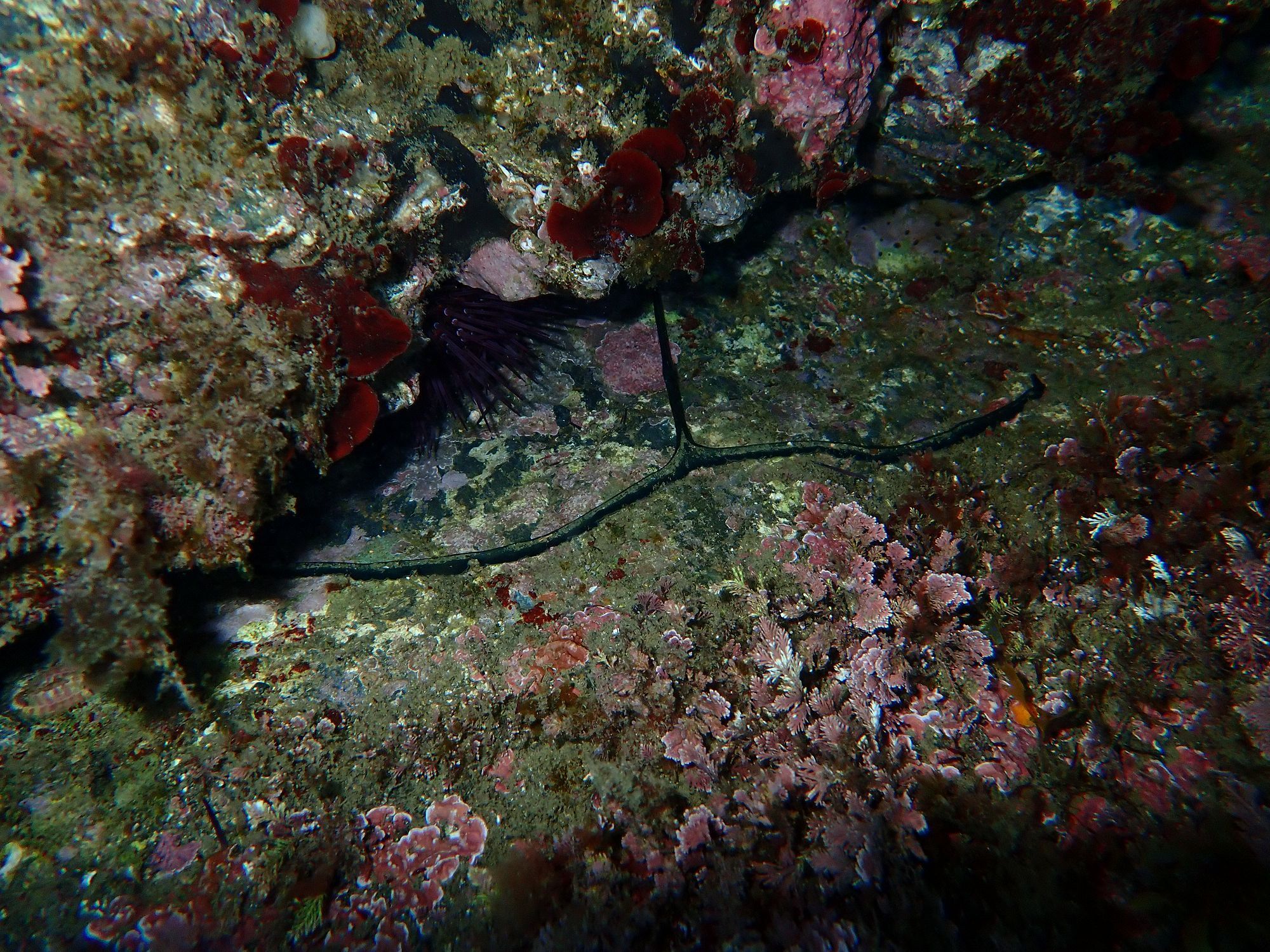 Bonellia viridis Rolando, 1822