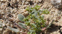 Chorizanthe corrugata