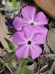 Phlox glabriflora