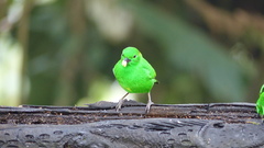 Chlorochrysa phoenicotis