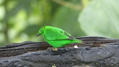 Chlorochrysa phoenicotis