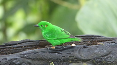 Chlorochrysa phoenicotis