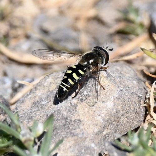 Unknown species found near Tolay Lake Regional Park, Petaluma, CA, US