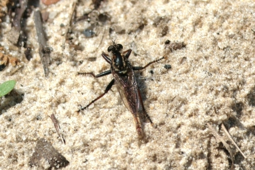 Unknown species found near New Smyrna Beach, FL 32168, USA