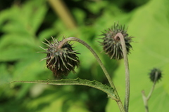 Cirsium kamtschaticum