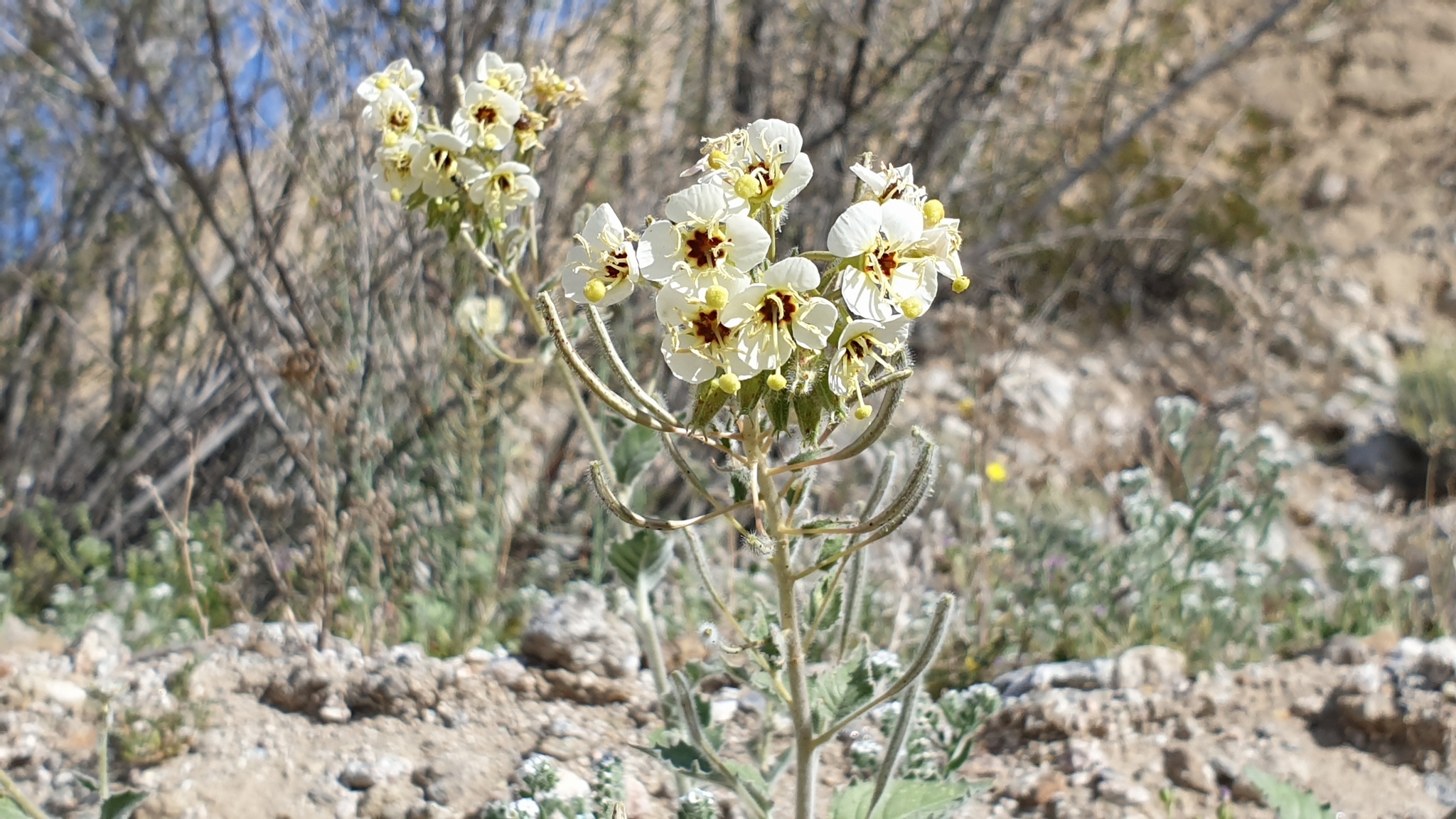 Chylismia