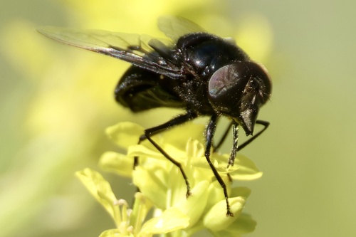 Unknown species found near Griffith Park, Los Angeles, CA, US