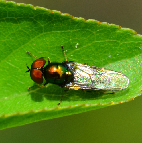 Unknown species found near Wilmore, KY, USA