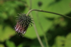 Cirsium kamtschaticum