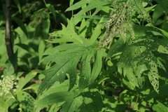 Cirsium kamtschaticum