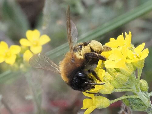 Andrena tscheki