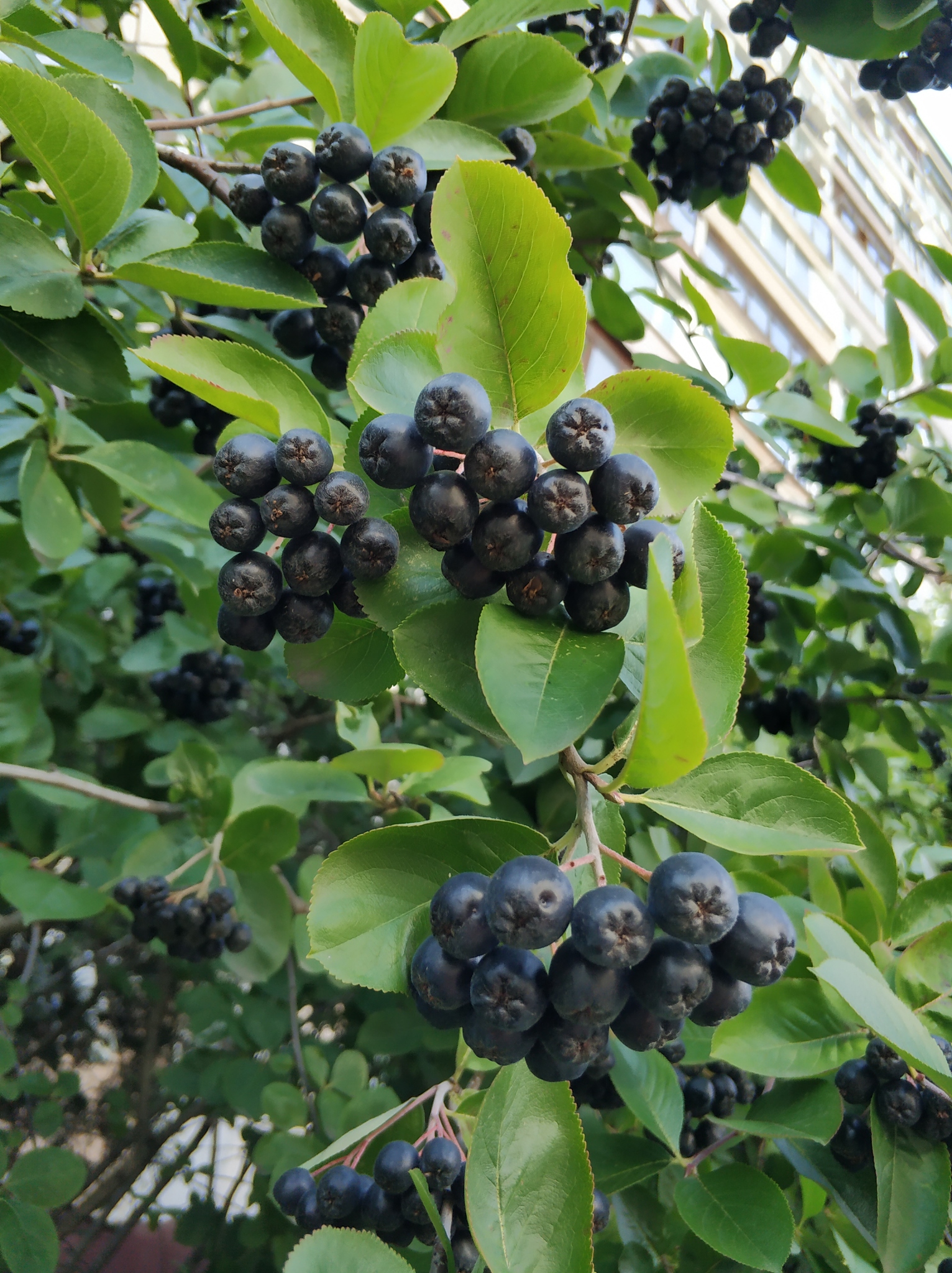 Aronia mitschurinii