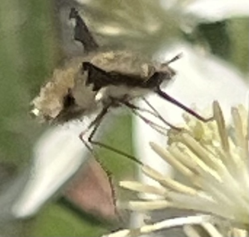 Unknown species found near Durham County, US-NC, US