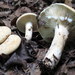 Lactifluus luteolus - Photo (c) mycowalt, some rights reserved (CC BY-NC), uploaded by mycowalt