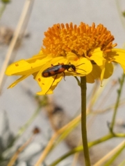 Eupompha elegans perpulchra
