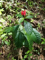 Pachystachys coccinea
