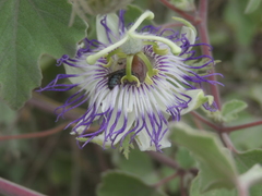Passiflora