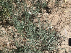 Teucrium racemosum
