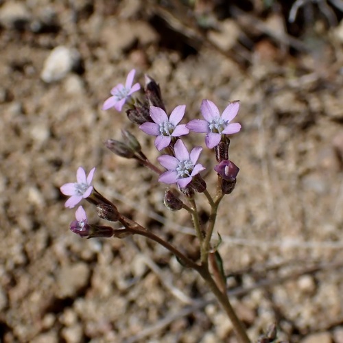 Lynda's Gilia (Gilia lyndana)