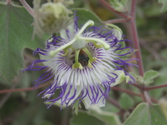 Passiflora