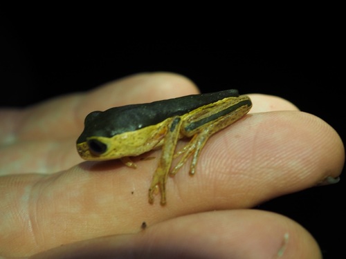 Jaguar Leaf Frog