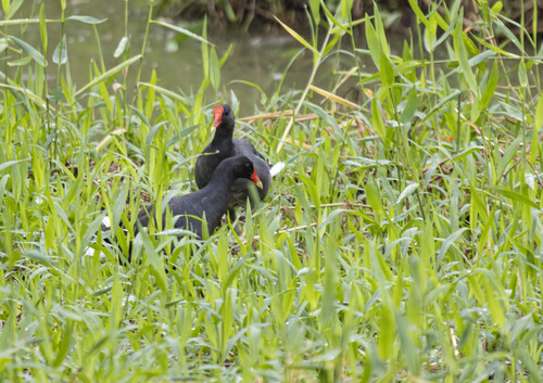 Common Gallinule