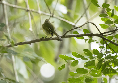 Ochre-lored Flatbill